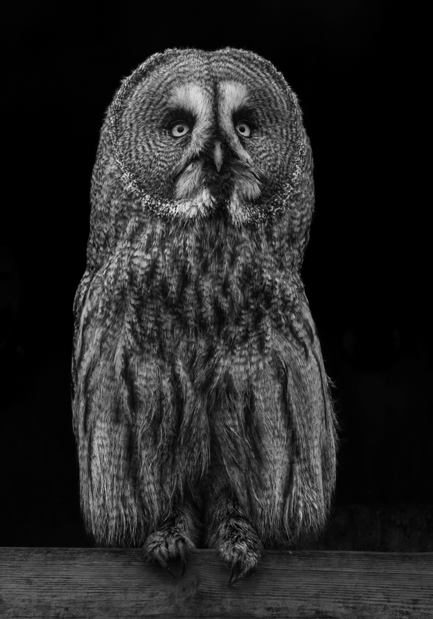 Great Grey Owl - Katharine Showell